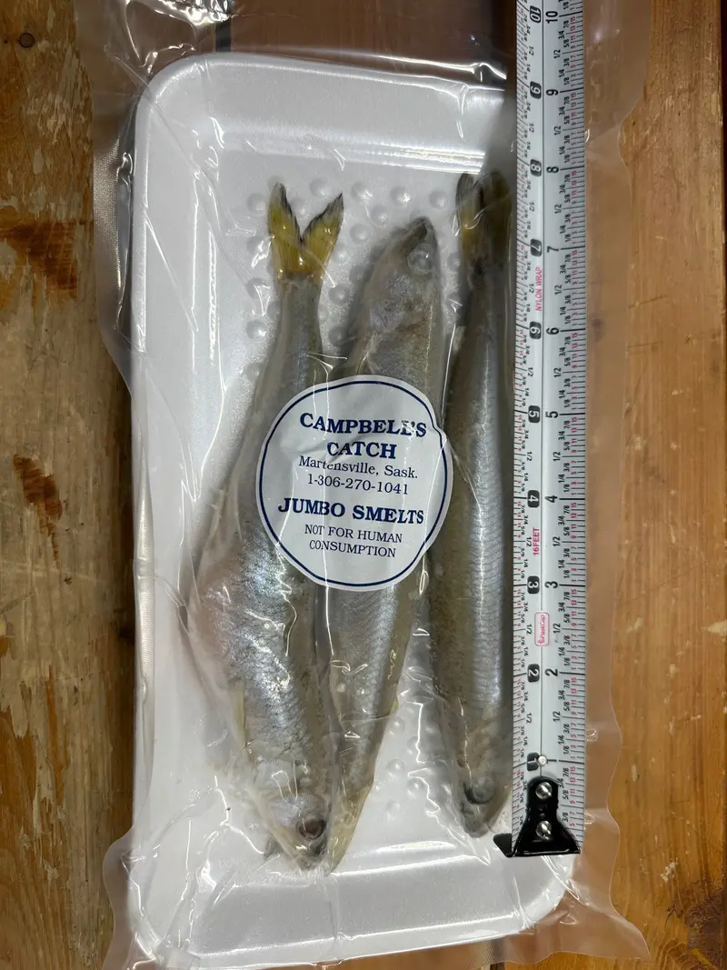 Campbell’s Catch Flash-Frozen Great Lakes Smelts