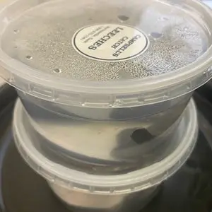 Campbell’s Catch Fresh Live Leech Bait