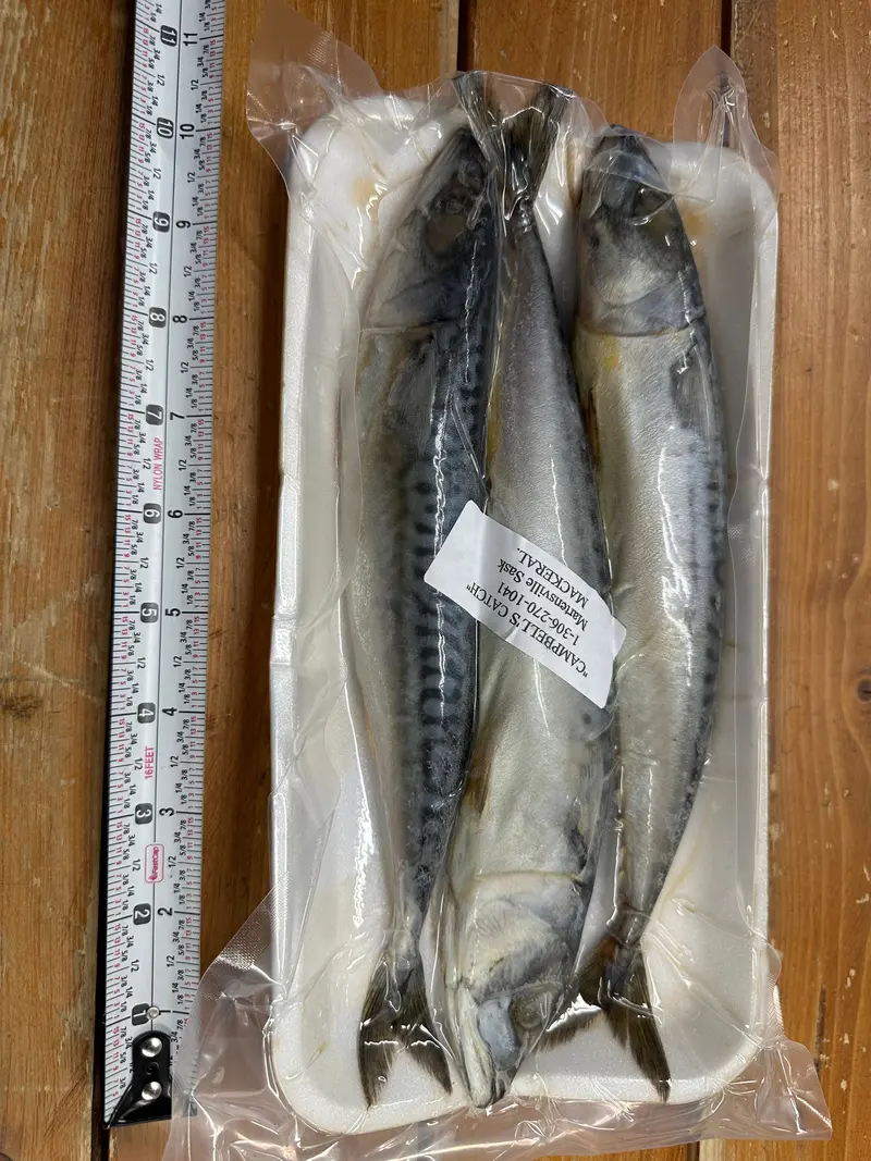 Campbell’s Catch Frozen Atlantic Mackerel – Whole or Filleted