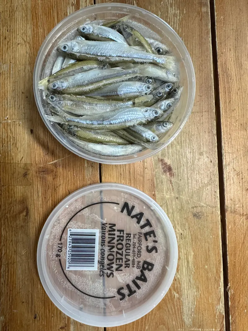 Nate’s Baits Standard Frozen Minnows – Consistent Size & Quality