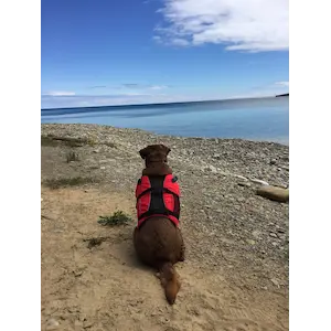 Salus Skippy Dog Life Vest – Buoyant Pet PFD for Water Activities