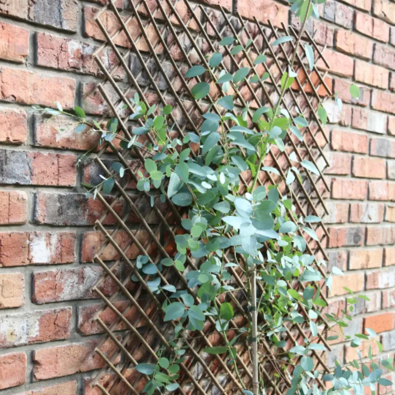 Tom Chambers 180cm × 60cm Expanding Willow Trellis – Natural Rose & Climber Support